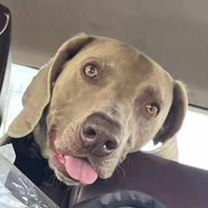 Meet your Posher, Hunter